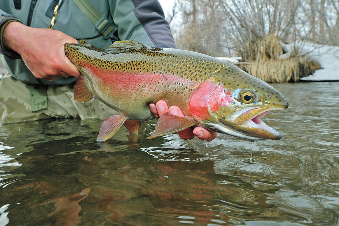 How to Choose the Right Flies for Spring Fly Fishing (Complete Hatch-Based Guide)