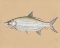 Pastel Tarpon Study – Premium Matte Art Print (11×14)  By Artist Calvin Filer