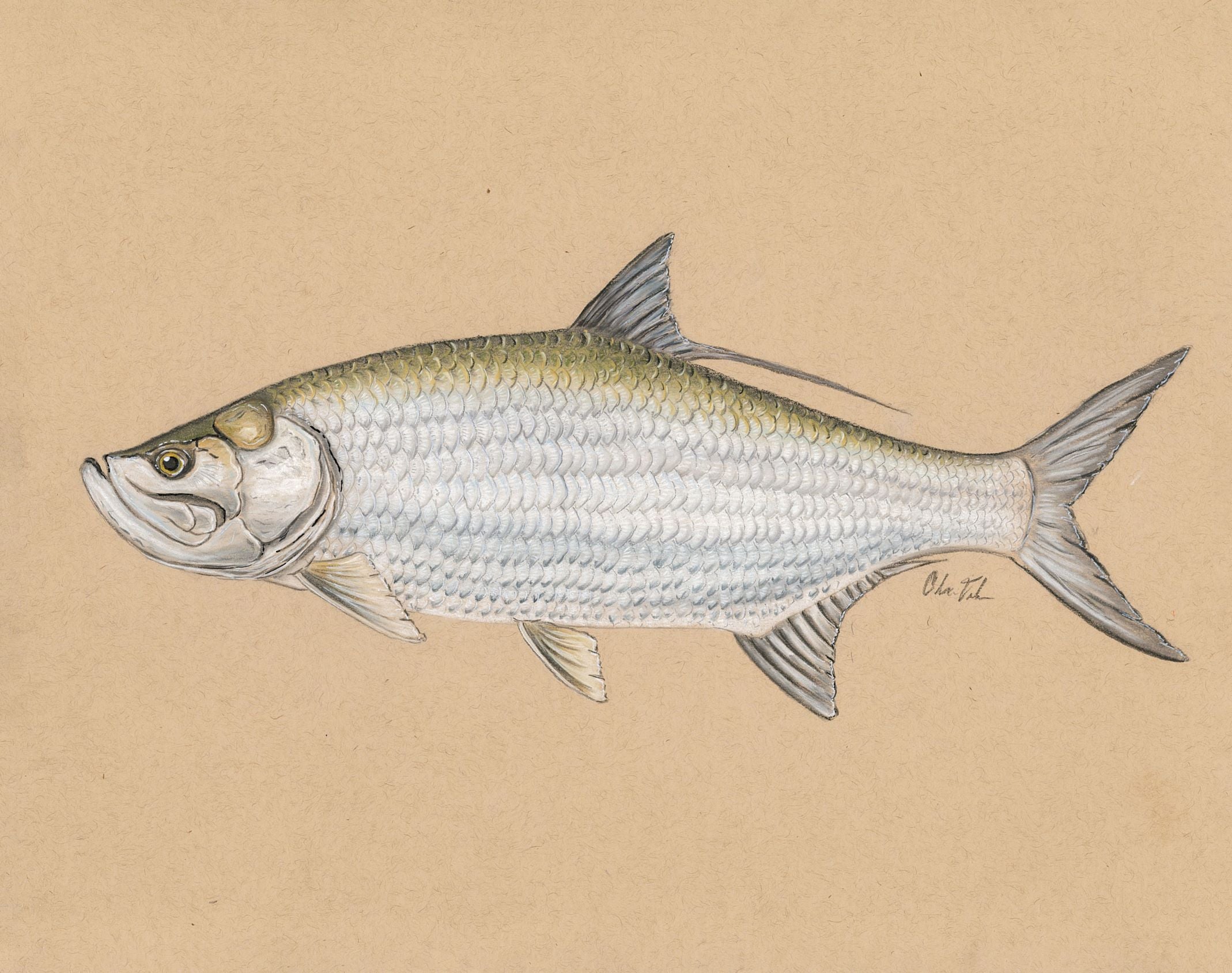 Pastel Tarpon Study – Premium Matte Art Print (11×14)  By Artist Calvin Filer