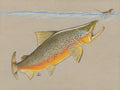 Brown Trout Chasing Mouse 18x24 Print by Calvin Filer