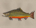 Watercolor Brookie – Brook Trout Art Print (11×14)