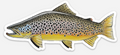 Brown Trout Vinyl Sticker (3x5) – Waterproof Fly Fishing Art by Calvin Filer