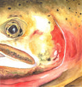 "South Fork Native” – Cutthroat Trout Watercolor & Ink Print (8” x 8”)