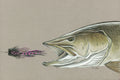 Musky Streamer – Pastel Pencil Fish Art Print by Calvin Filer (12x18)