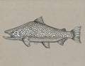 Brown Trout – Ink & Sharpie Fish Art Print by Calvin Filer (11x14)