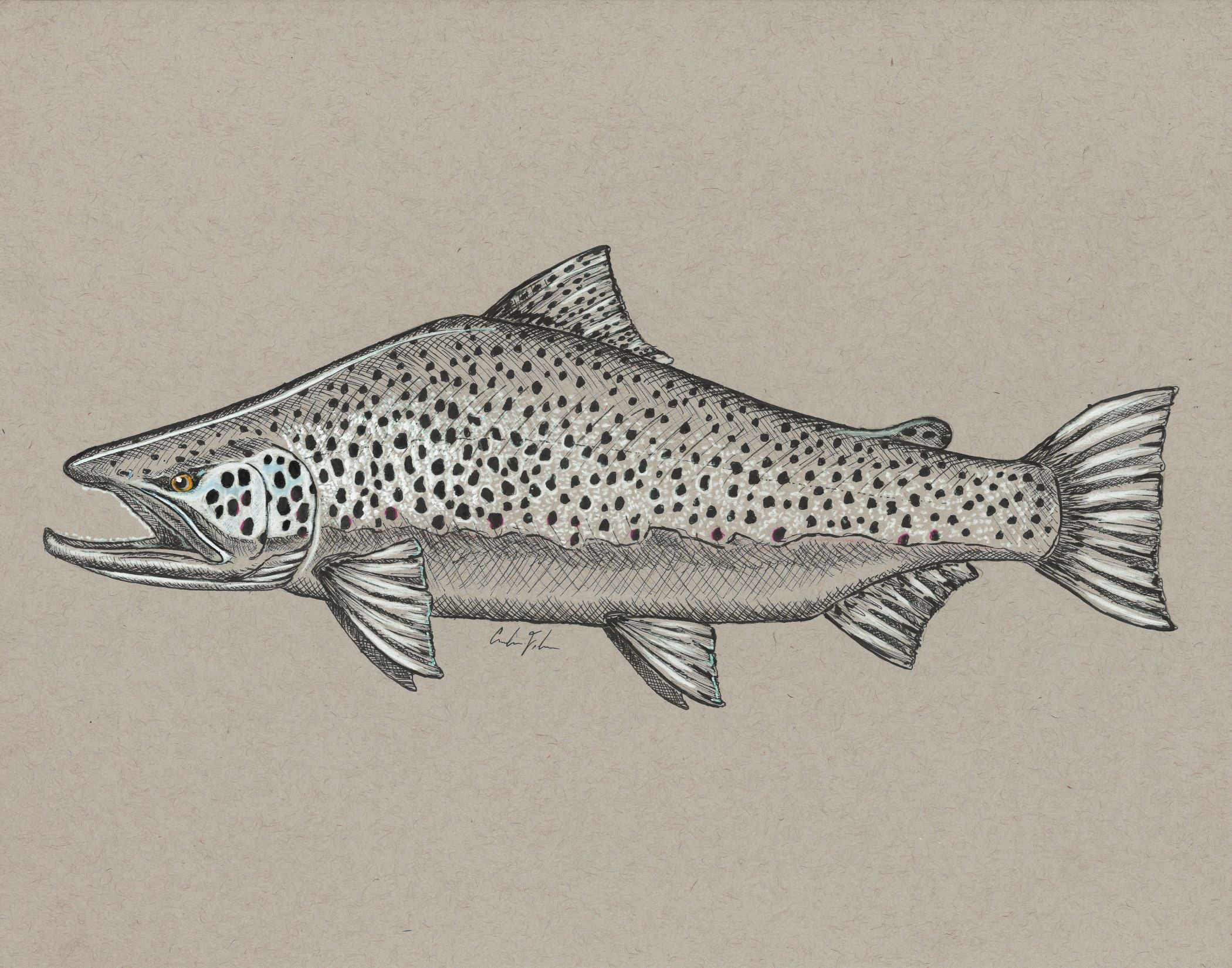 Brown Trout – Ink & Sharpie Fish Art Print by Calvin Filer (11x14)
