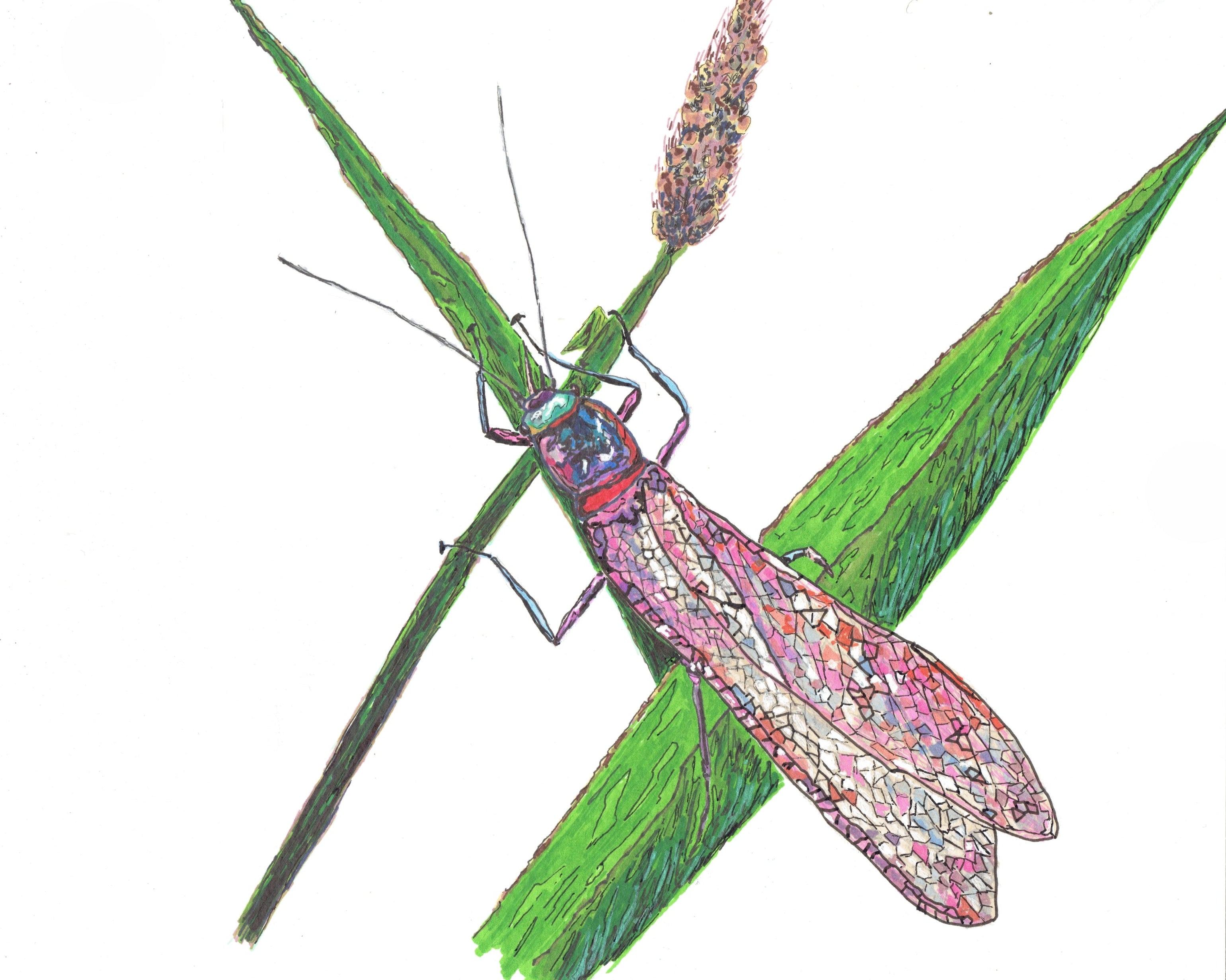 Henry’s Fork Psycho Salmon Fly – Sharpie Marker Fly Fishing Art Print (8×8) by Nolan Bluntzer
