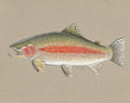 Rainbow Trout Study – Pastel Pencil Fine Art Print (11x14)