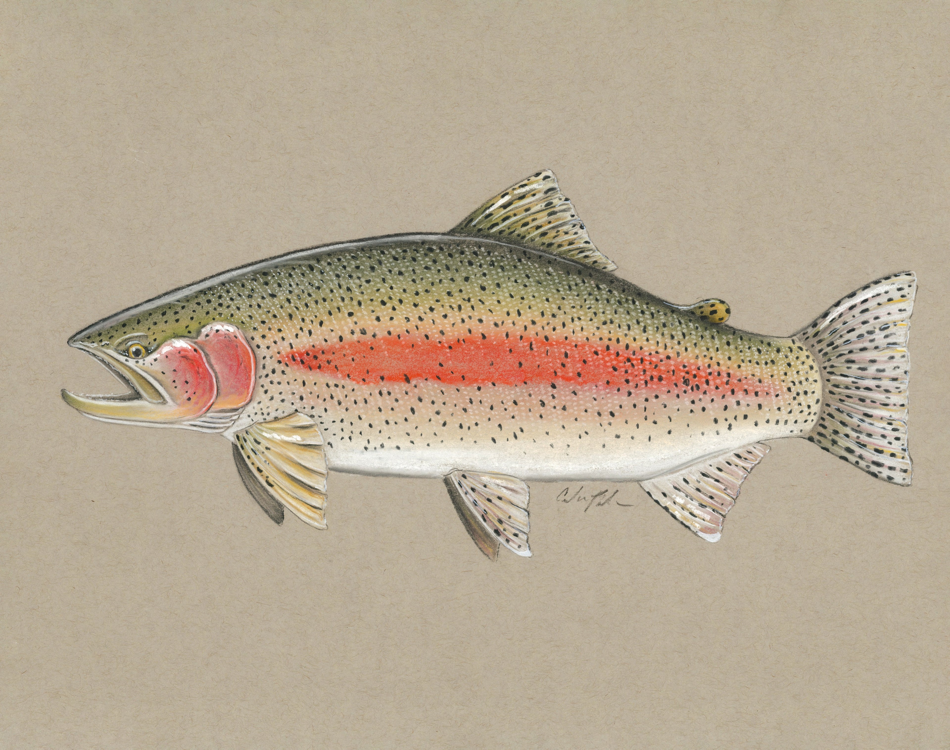 Rainbow Trout Study – Pastel Pencil Fine Art Print (11x14)