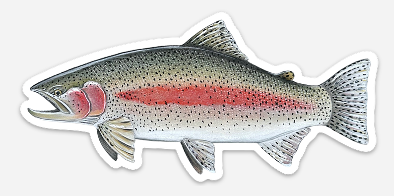 Rainbow Trout Vinyl Sticker (3x5) – Waterproof Fly Fishing Art by Calvin Filer
