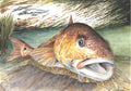 Louisiana Bull Redfish Watercolor Print – 10×14 Coastal Sportfishing Art