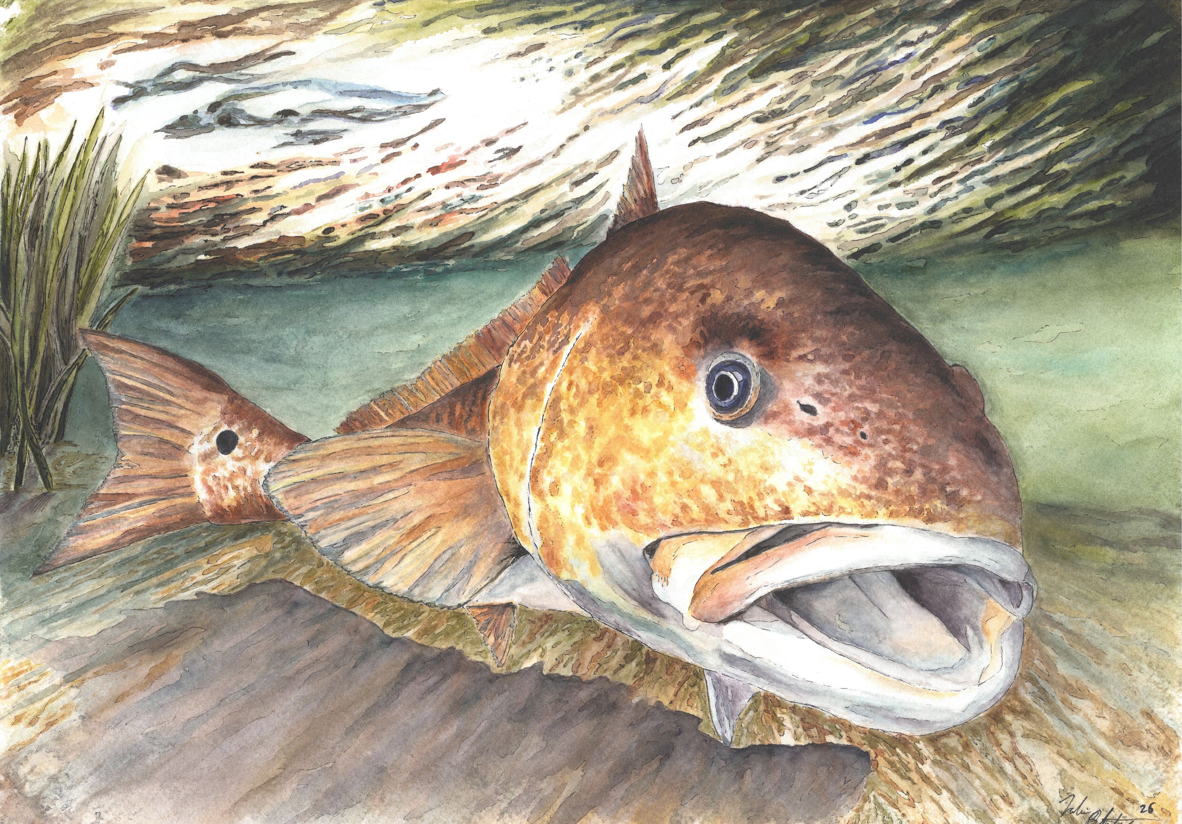 Louisiana Bull Redfish Watercolor Print – 10×14 Coastal Sportfishing Art