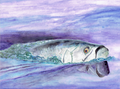 "Silver Wake” – Tarpon Watercolor Print
