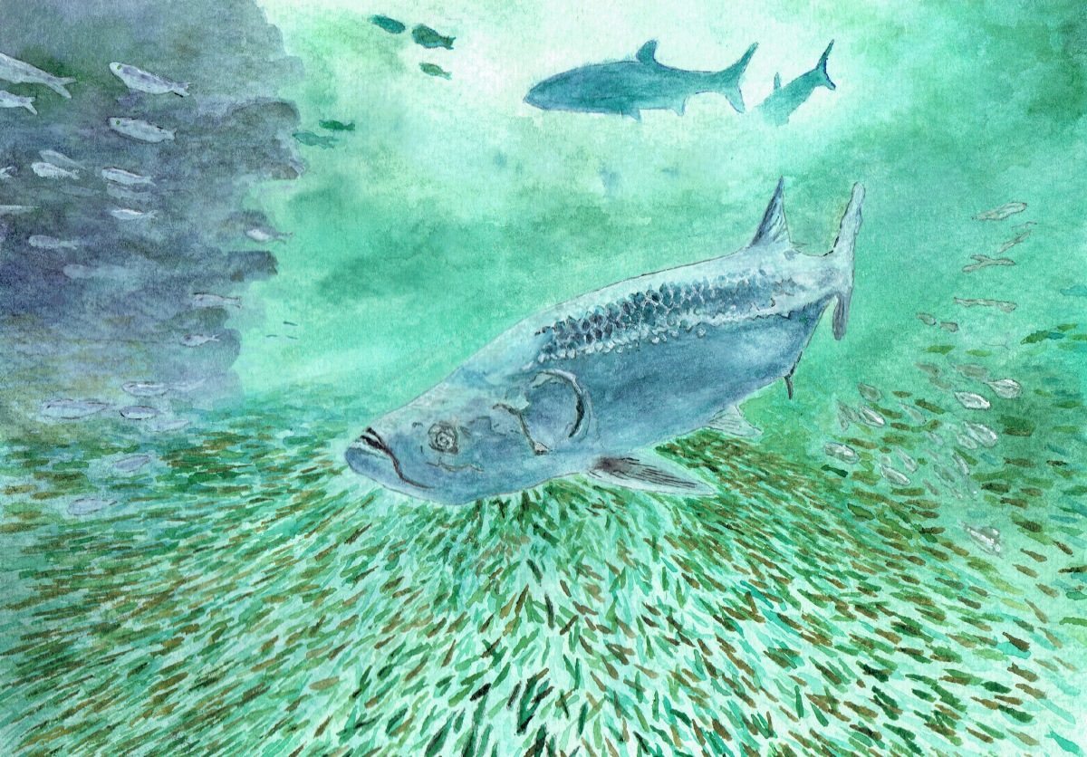 Ghost of the Bait Ball – Tarpon Watercolor Print (11” x 8”)
