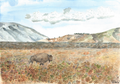 No More Buffalo – Wyoming Buffalo Watercolor &amp; Pen Art Print (14×11)