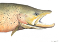 The Swan Valley Monster – Brown Trout Watercolor & Pen Art Print (14×10)