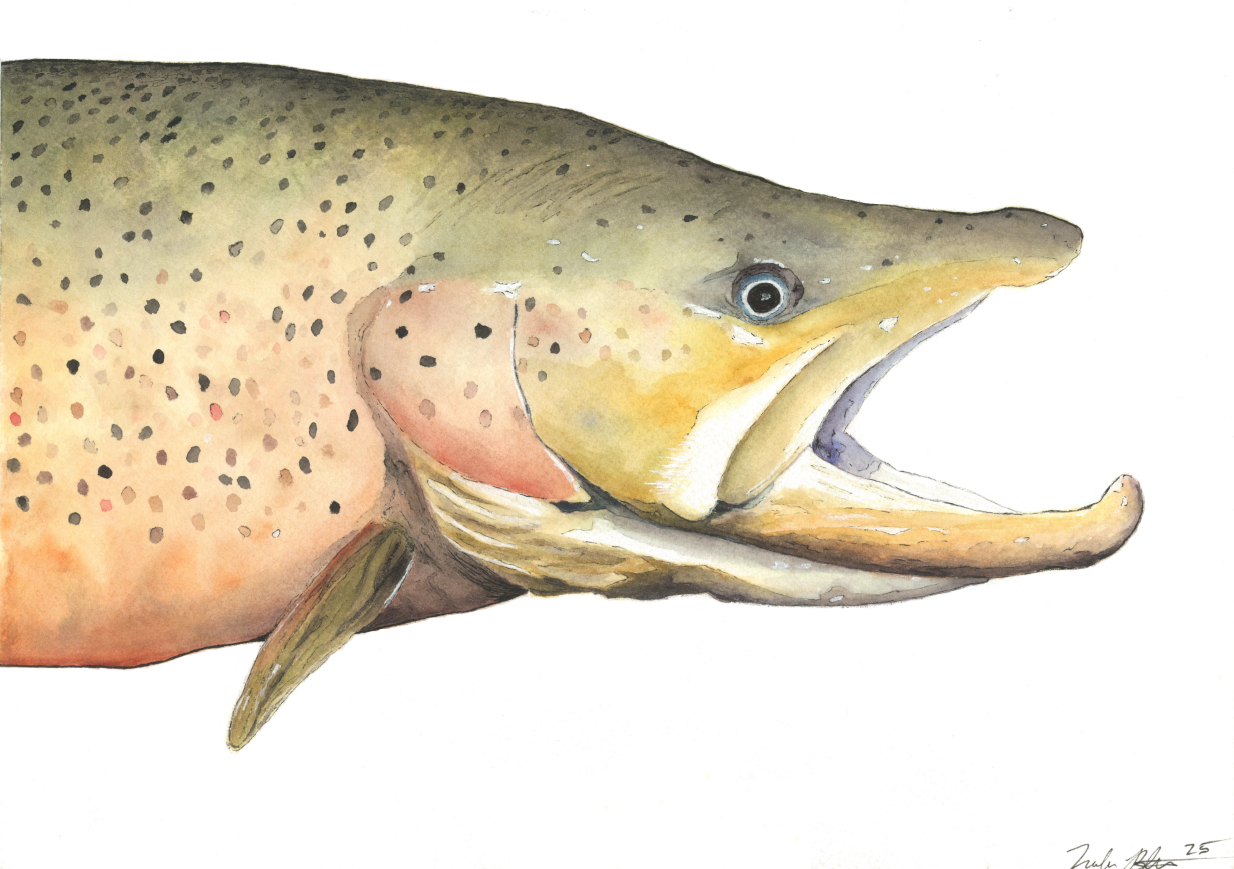 The Swan Valley Monster – Brown Trout Watercolor & Pen Art Print (14×10)
