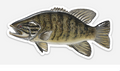 Smallmouth Bass Vinyl Sticker (3x5) – Waterproof Fishing Art by Calvin Filer