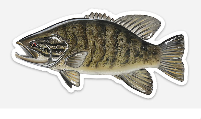 Smallmouth Bass Vinyl Sticker (3x5) – Waterproof Fishing Art by Calvin Filer