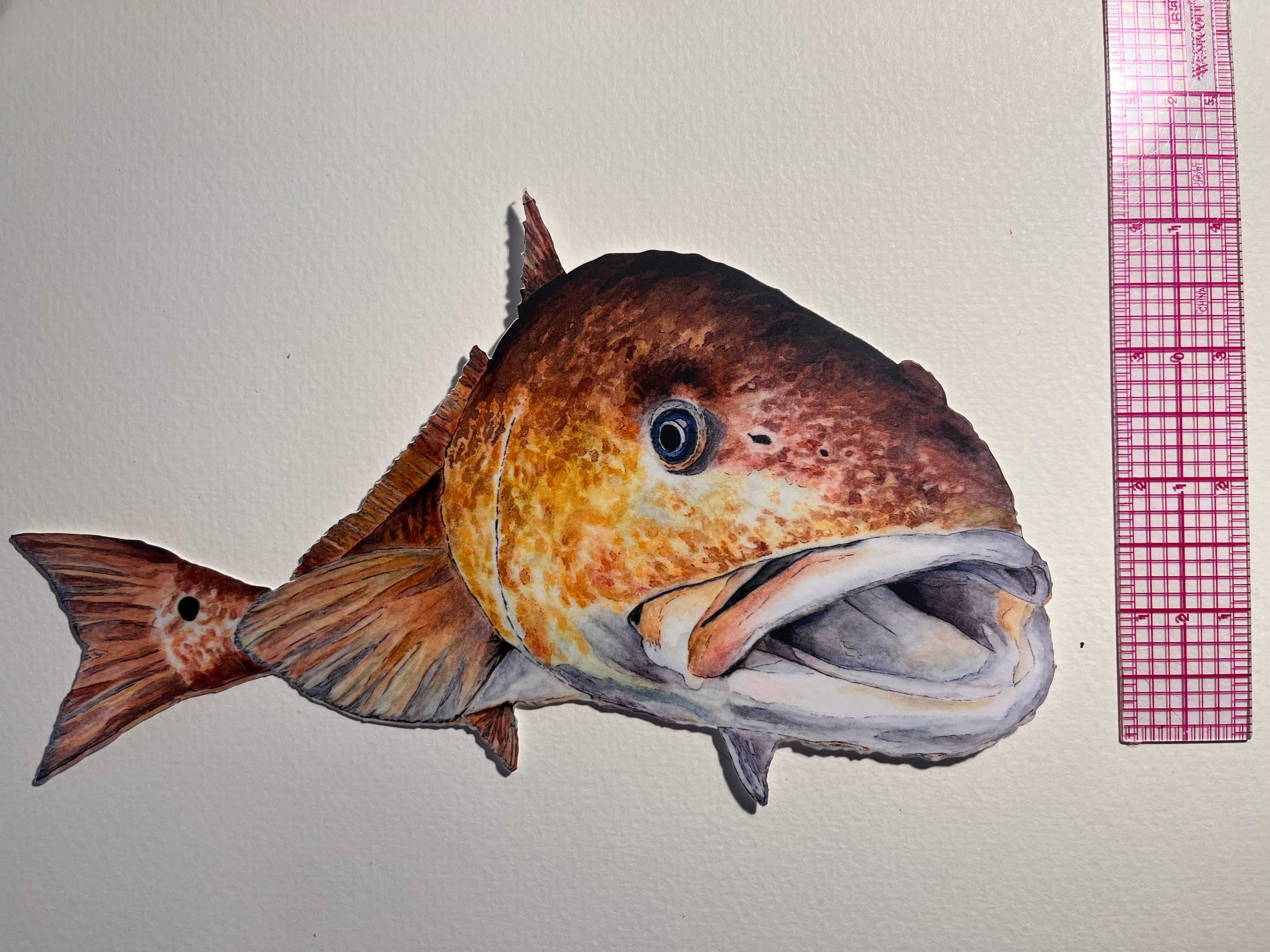 Illustration of a fish with a ruler for scale on a plain background